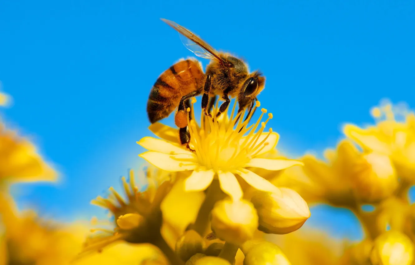 Фото обои цветы, природа, пчела, лепестки, насекомое