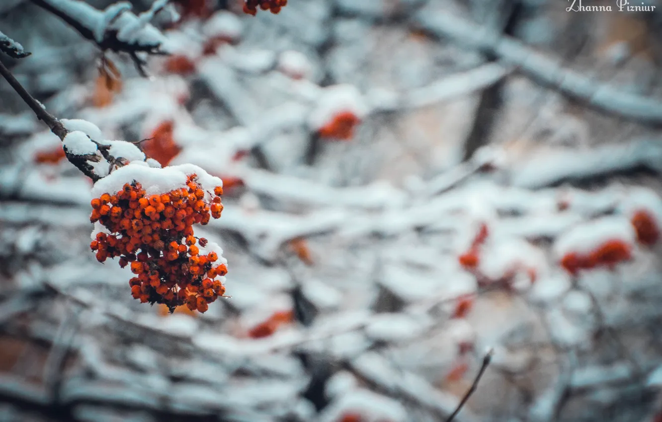 Фото обои холод, зима, снег, деревья, рябина