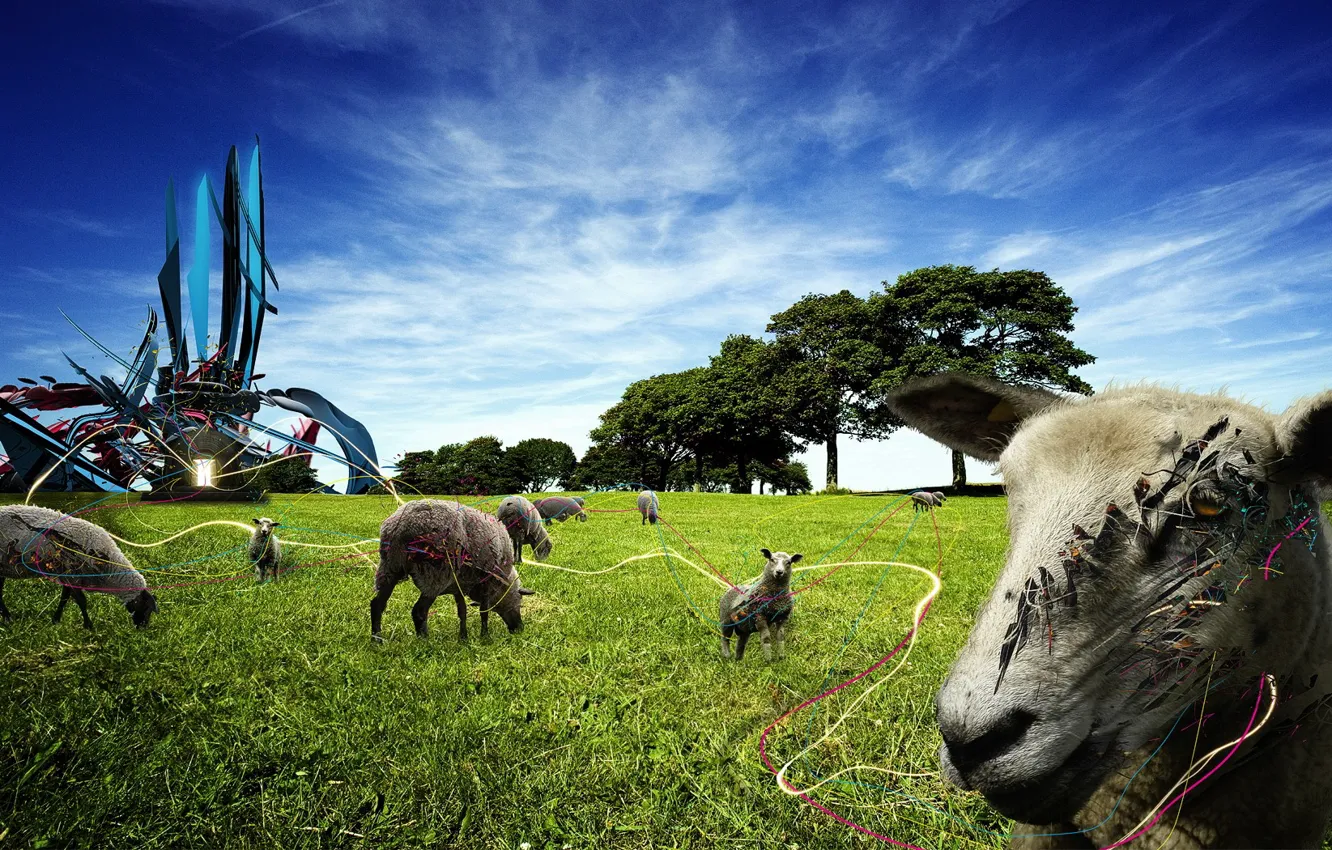 Фото обои поляна, овцы, обработка, 154
