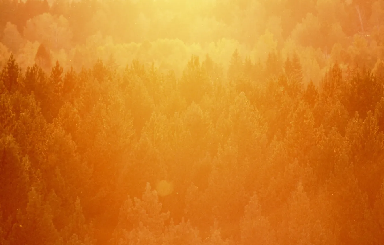 Фото обои лес, свет, деревья, закат, оранжевый, тепло, сосны, верхушки