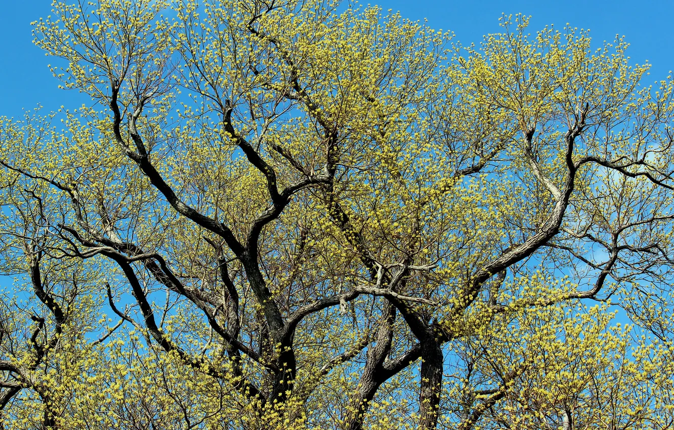 Фото обои листья, ветки, природа, дерево, голубое небо