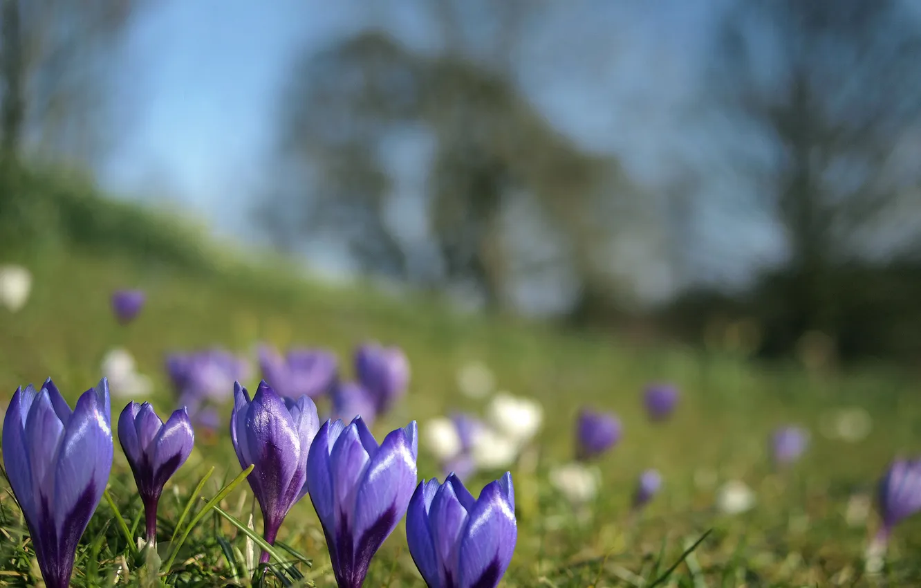 Фото обои цветы, весна, размытость, крокусы, синие