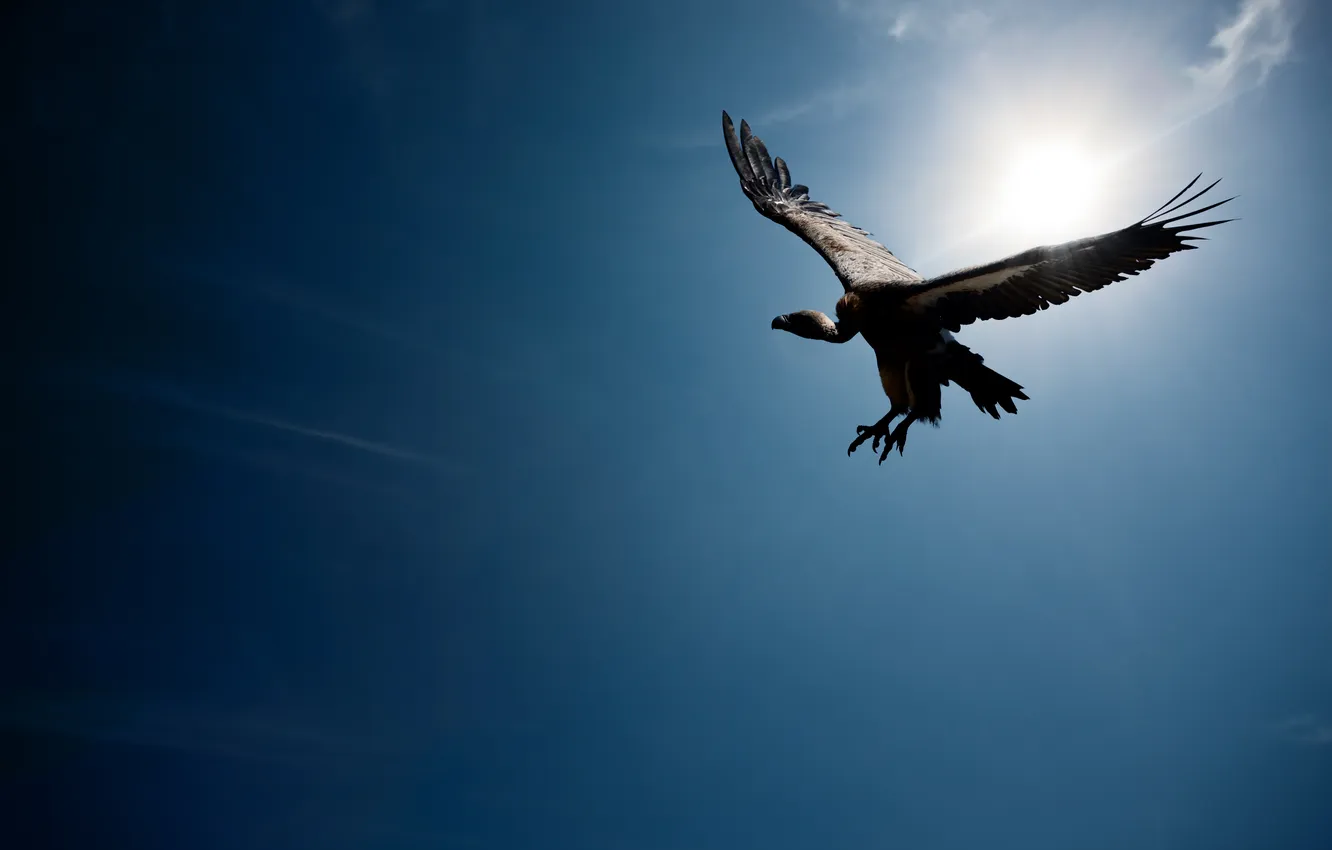Фото обои солнце, полет, птица, крылья, flying, bird, гриф, wings