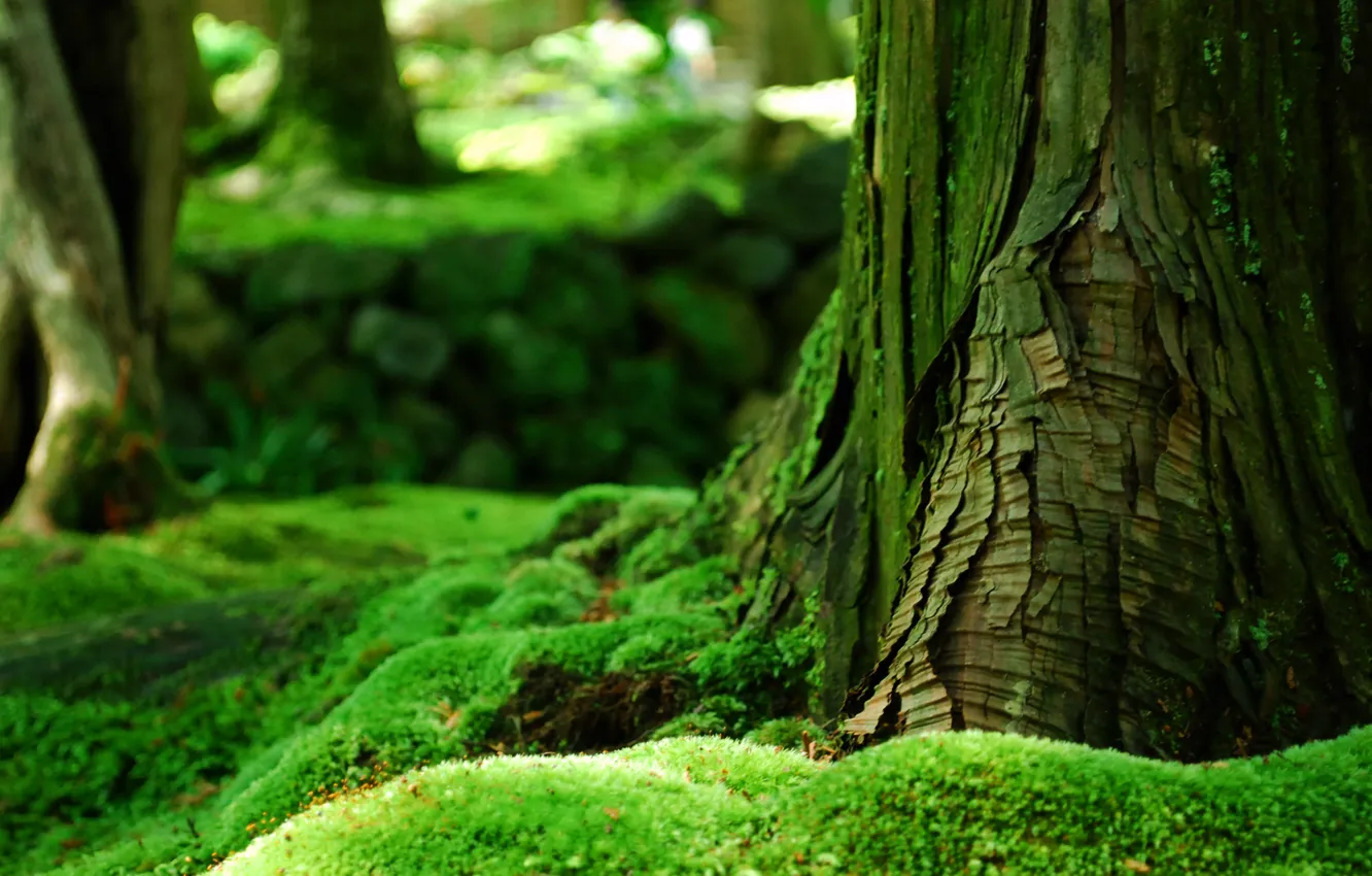 Фото обои зелень, лес, лето, дерево, мох, кора