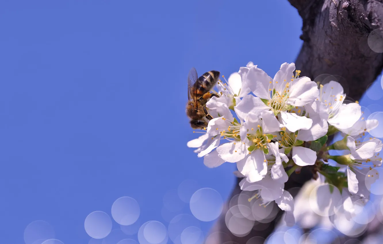 Фото обои небо, макро, цветы, природа, пчела, ветка, весна, боке