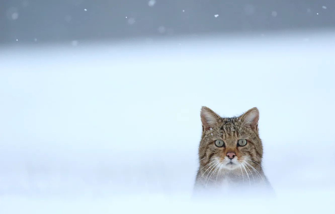 Фото обои зима, снег, мордашка, Дикая кошка, Лесной кот