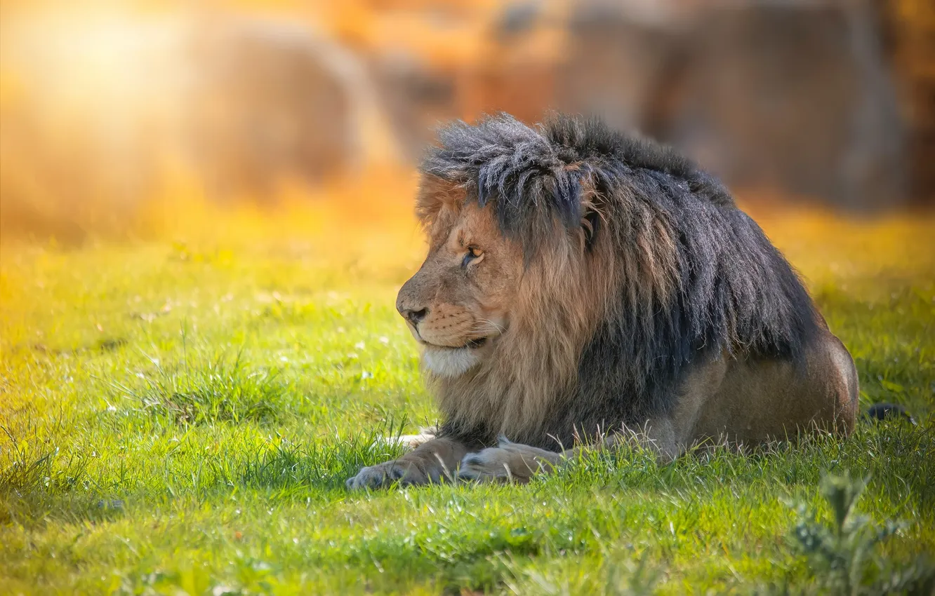 Фото обои green, lion, sun, rest, depth field