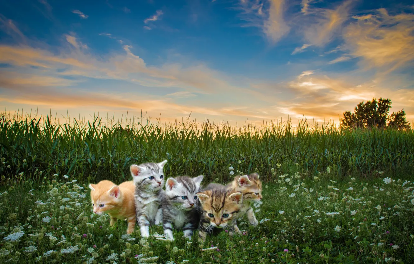Фото обои поле, малыши, cats, мяу, голубое небо, домашние питомцы, высока трава, маленькие котята