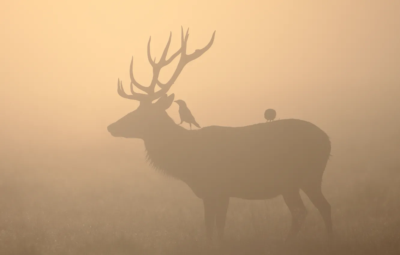 Фото обои птицы, туман, олень