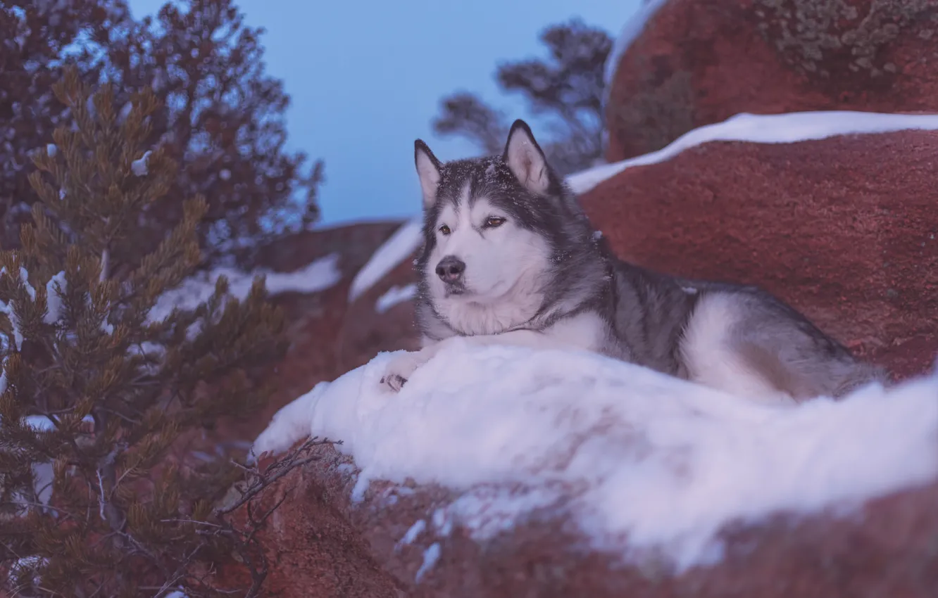 Фото обои снег, деревья, камни, собака, Аляскинский маламут