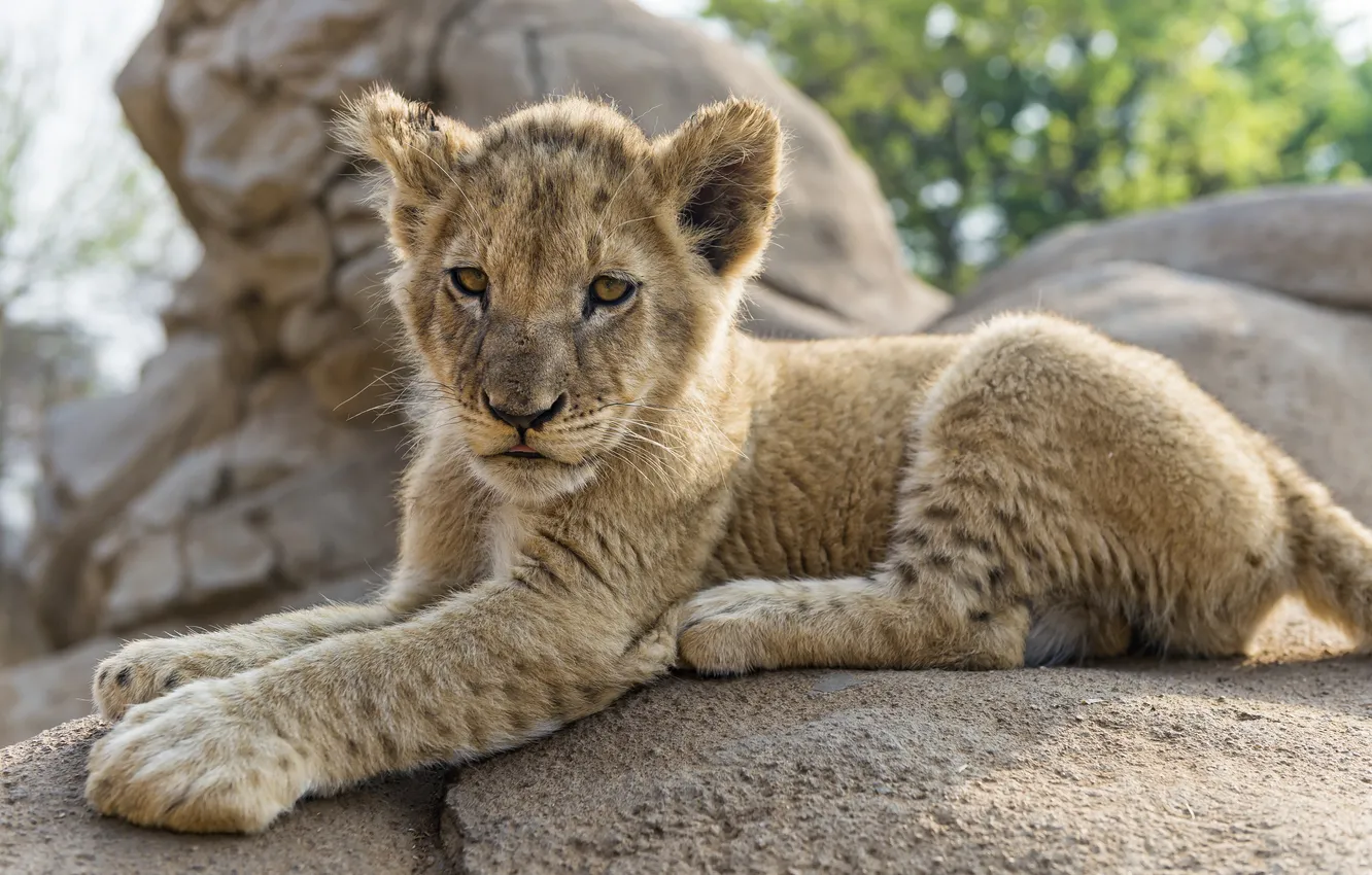 Фото обои кошка, камень, лев, детёныш, львёнок, ©Tambako The Jaguar