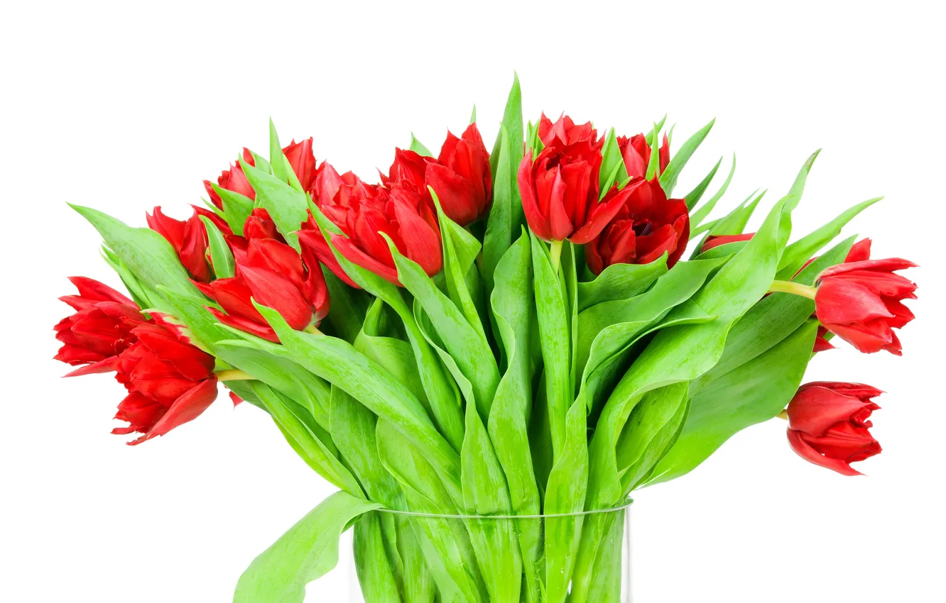 Фото обои листья, букет, лепестки, тюльпаны, ваза