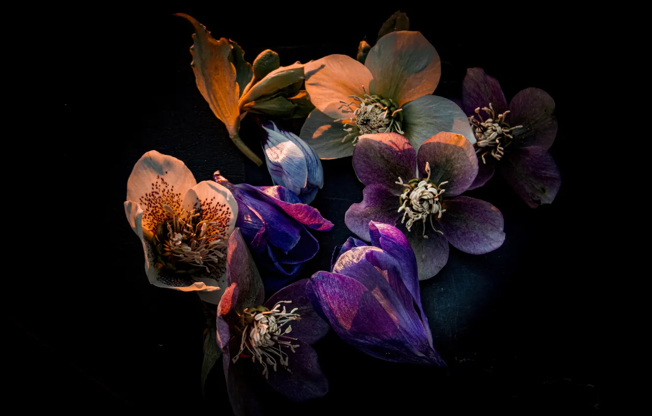 Фото обои Flowers, Bloom, Black background, Dark aesthetic, Colorful flowers, Hellebore flowers