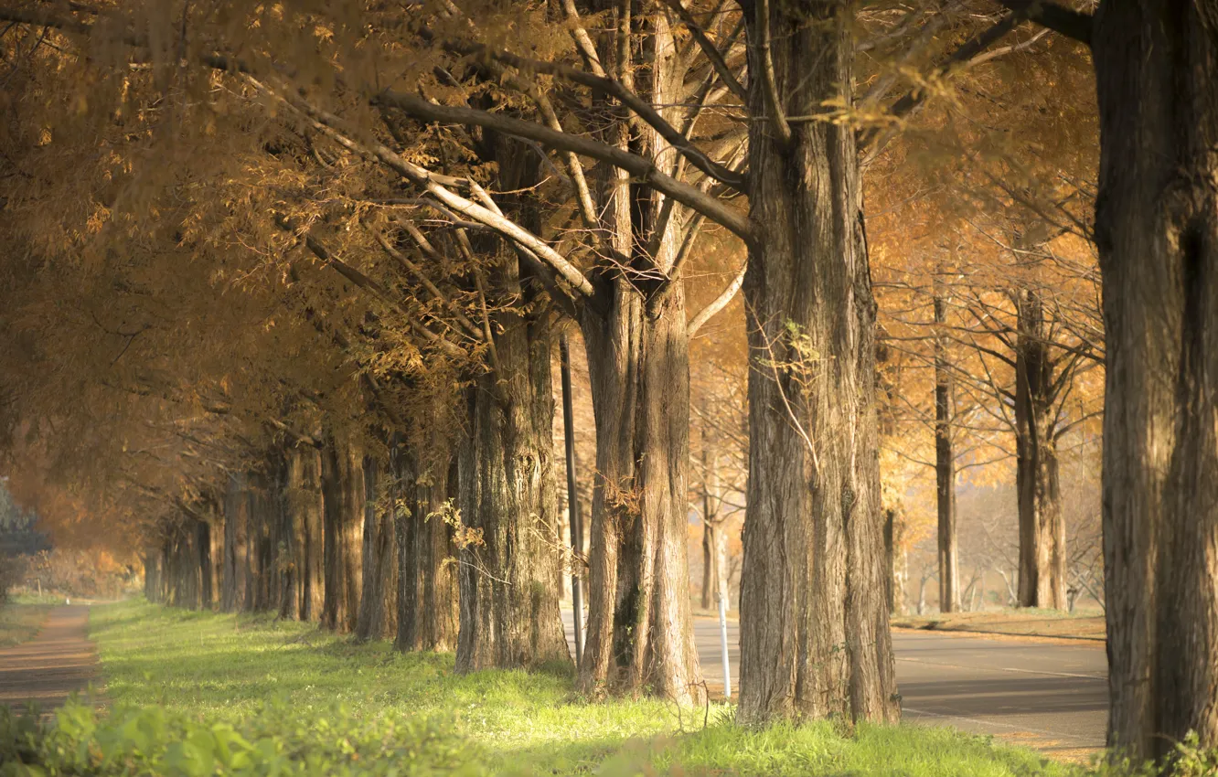Фото обои осень, деревья, улица