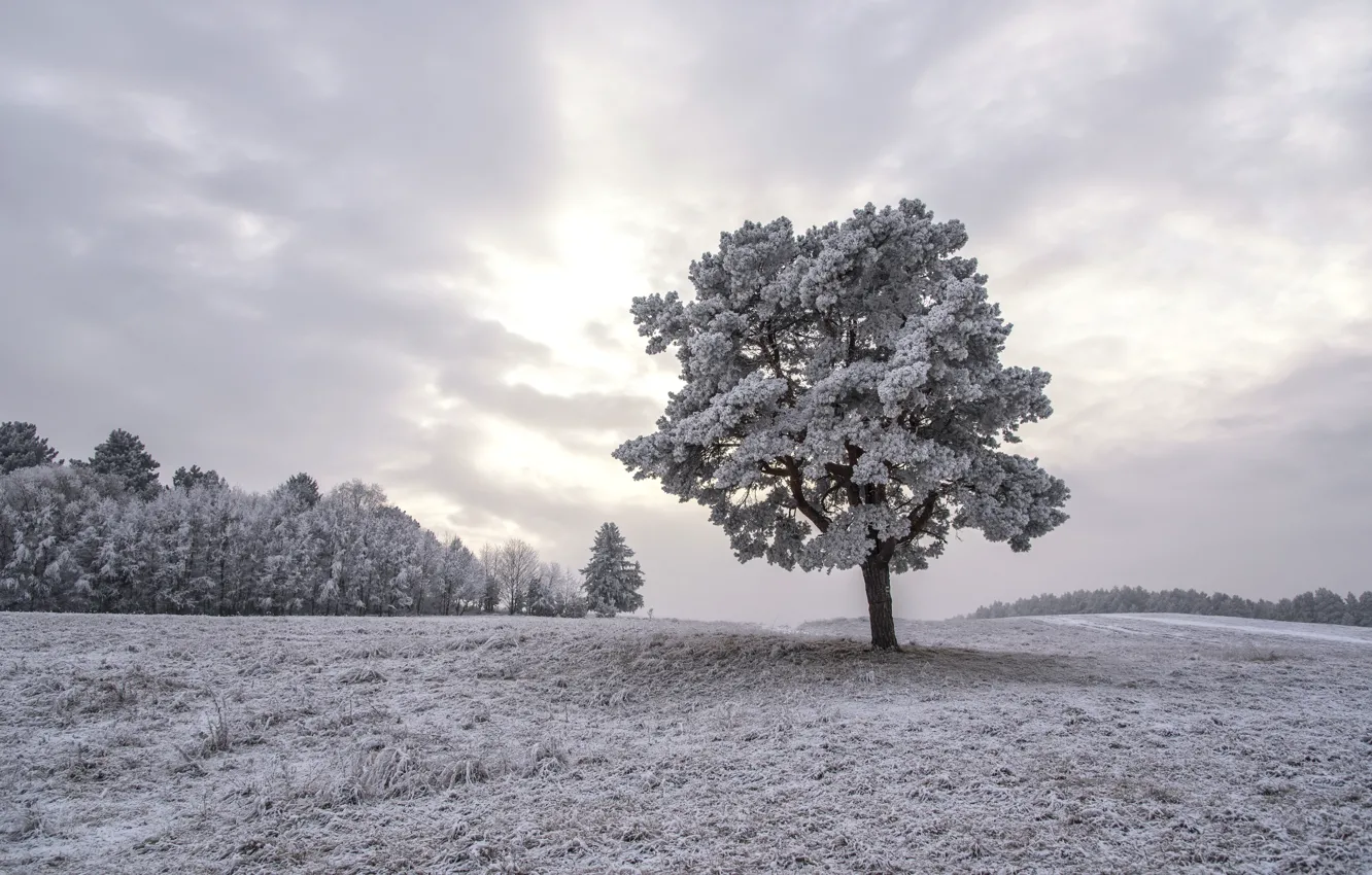 Фото обои зима, природа, дерево
