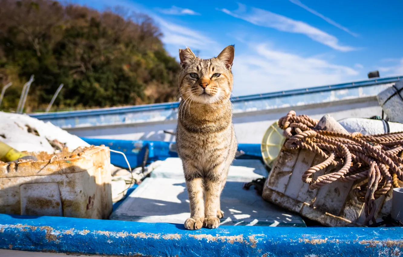 Фото обои кот, взгляд, лодка, ухо