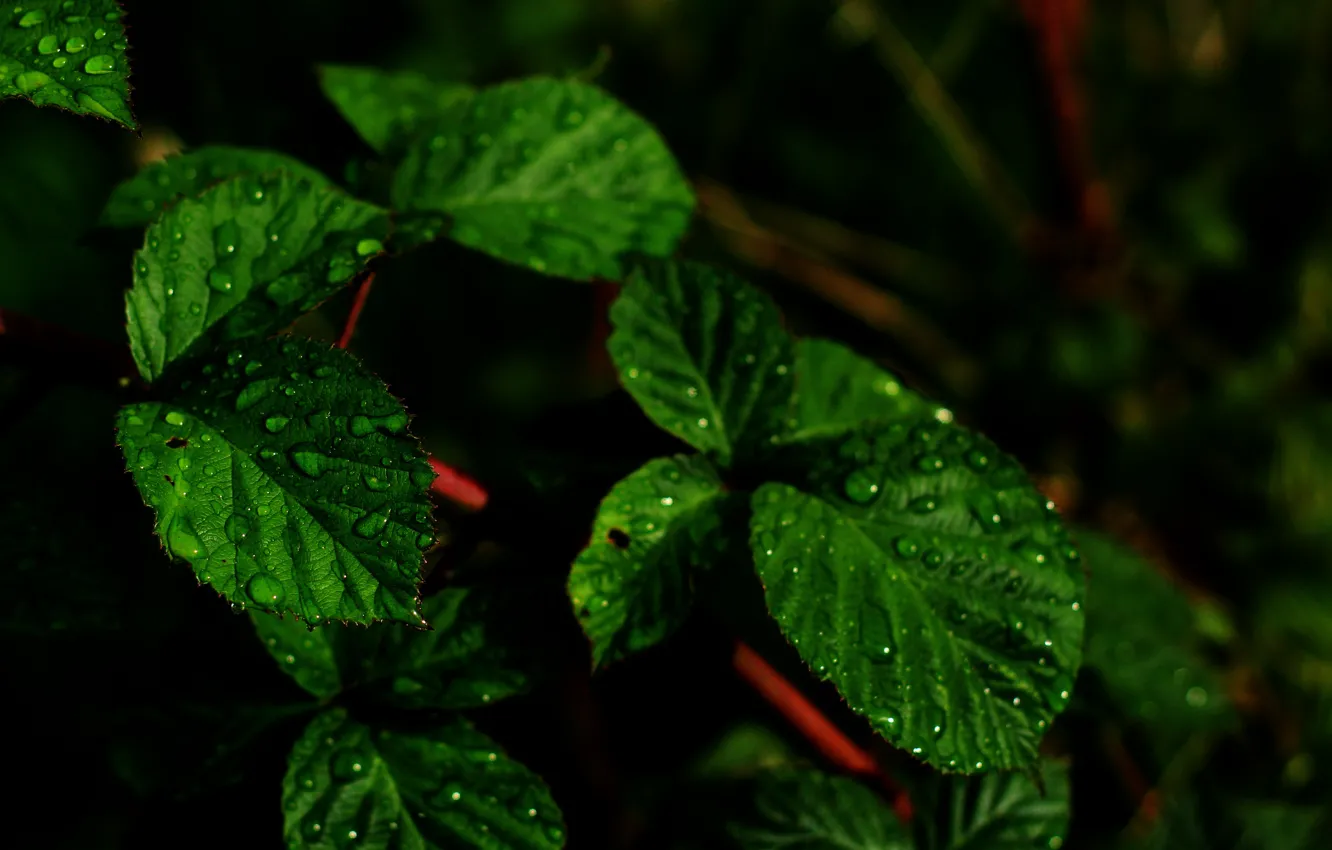 Фото обои green, dark, nature, leaf