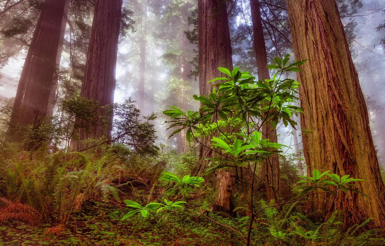 Фото обои forest, tree, sequoia, redwood