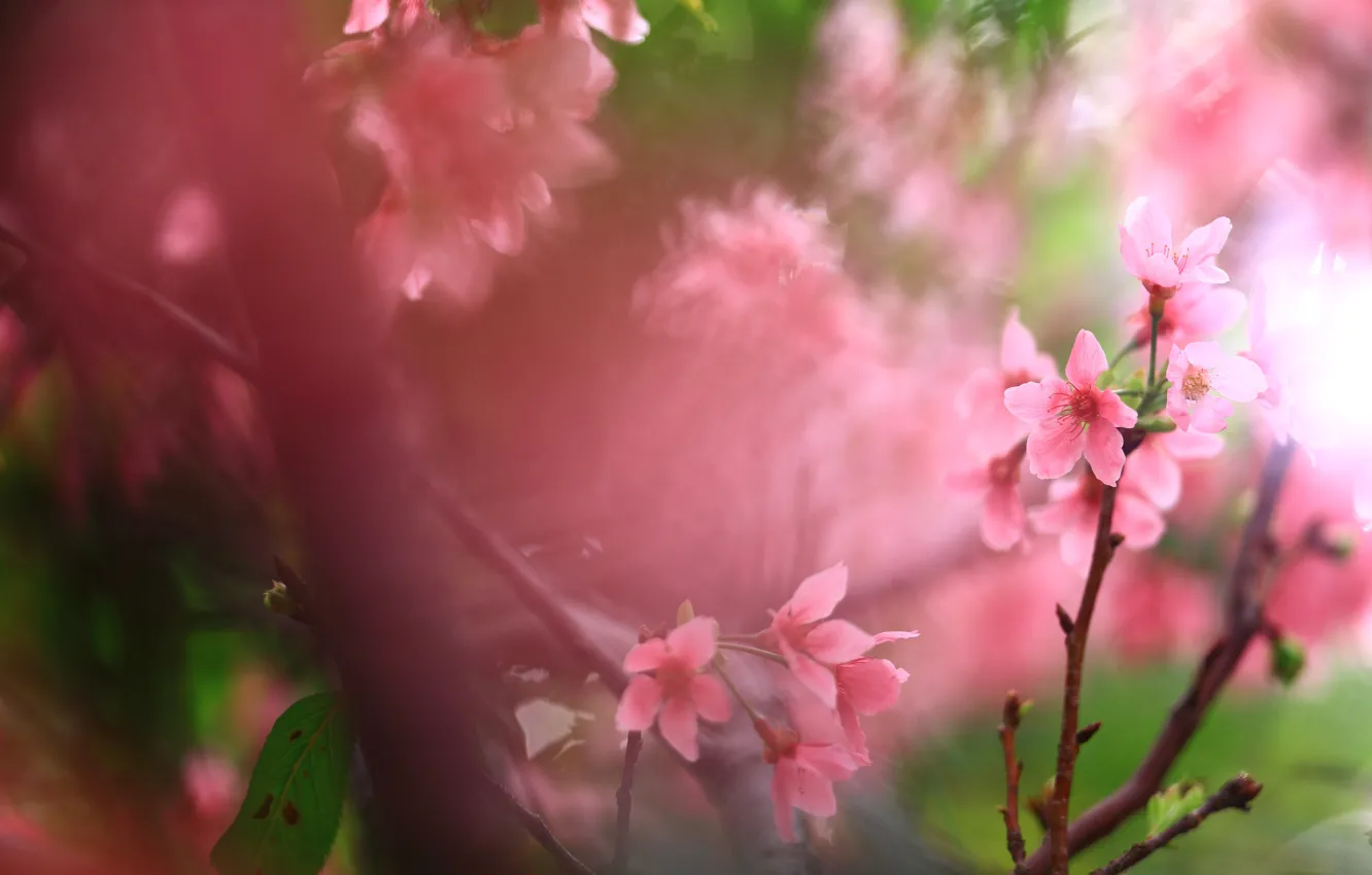 Фото обои цветы, ветки, вишня, зеленый, фон, весна, сакура, розовые