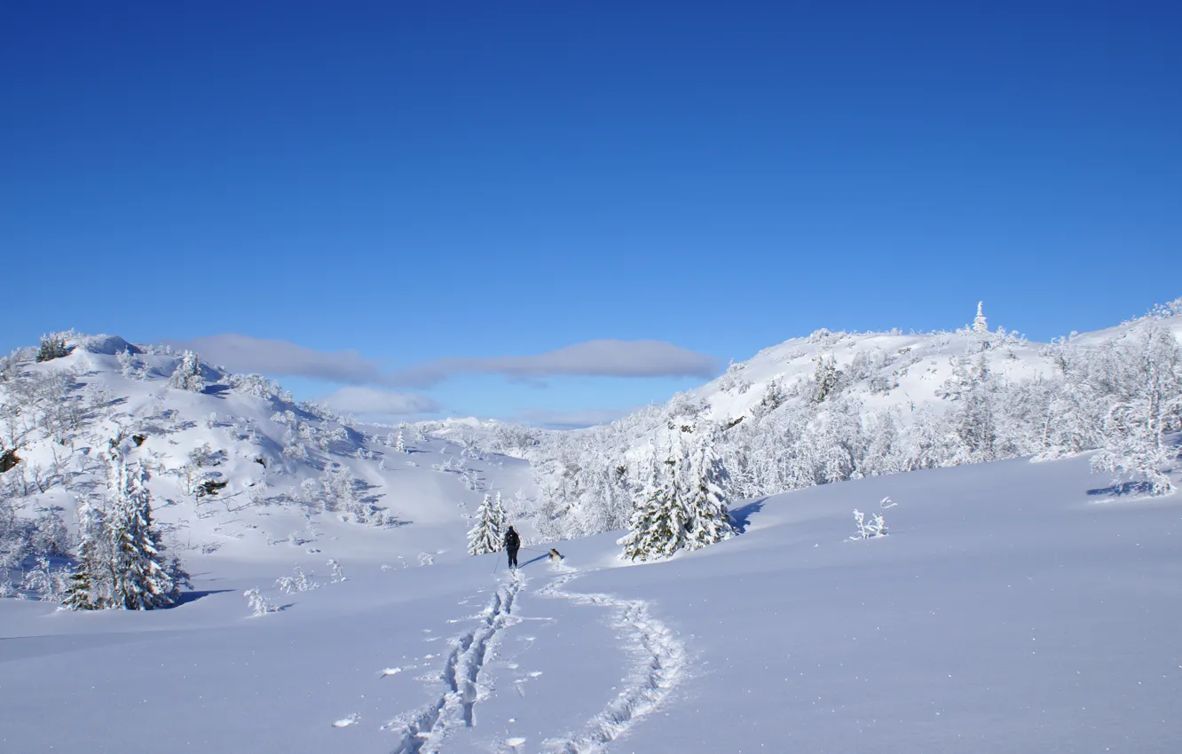 Фото обои солнце, снег, блеск, Зима, собака, лыжник, елочки