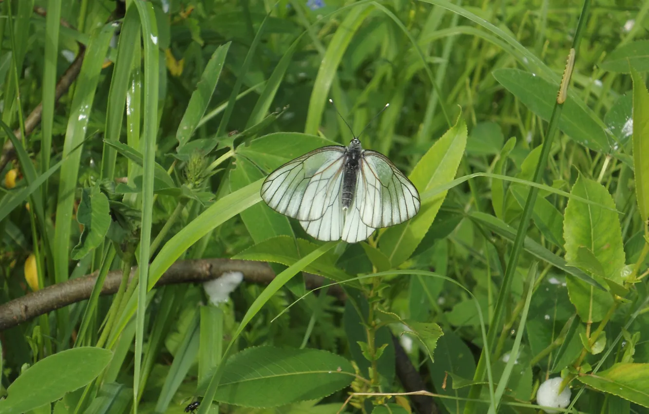 Фото обои трава, бабочка, насекомое