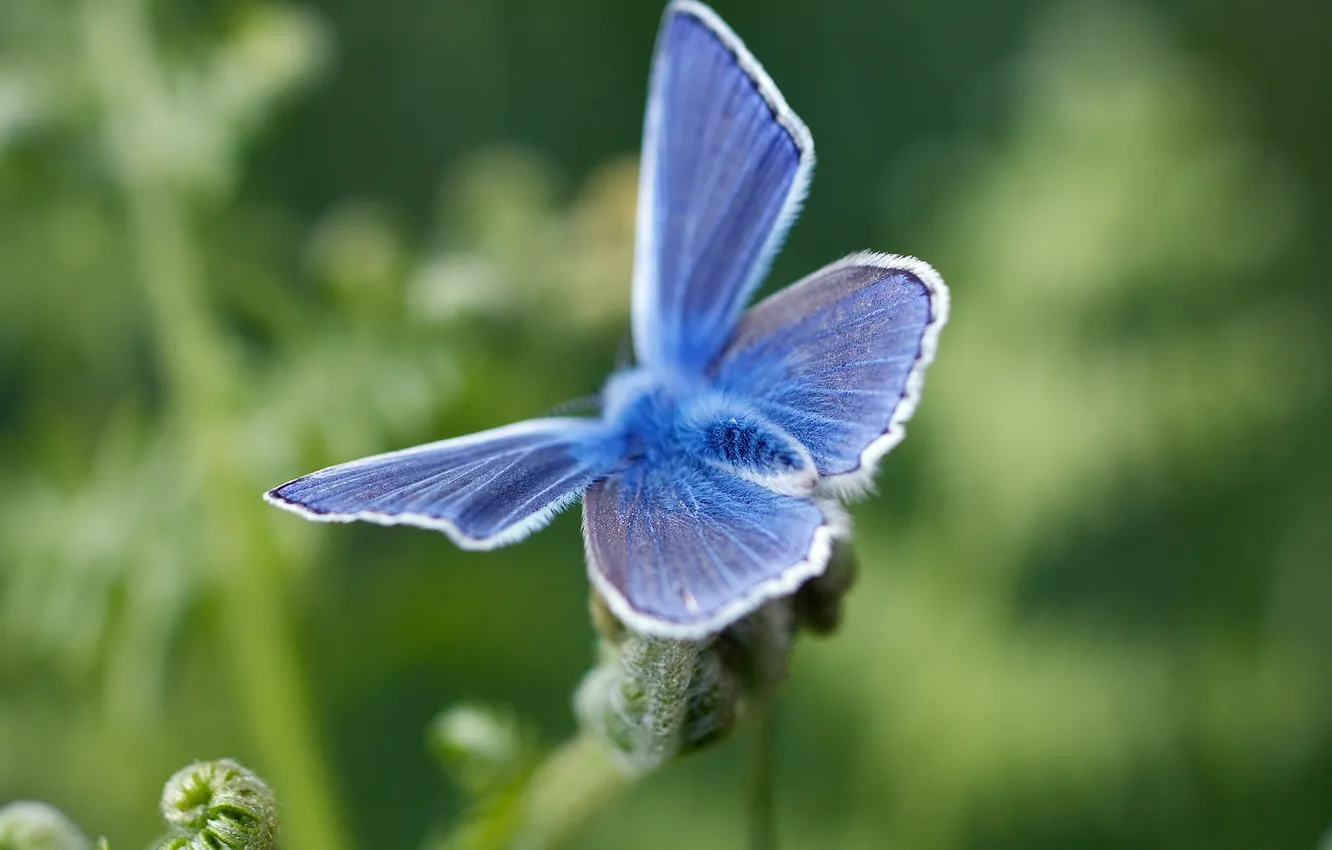 Фото обои синий, бабочка, мохнатая