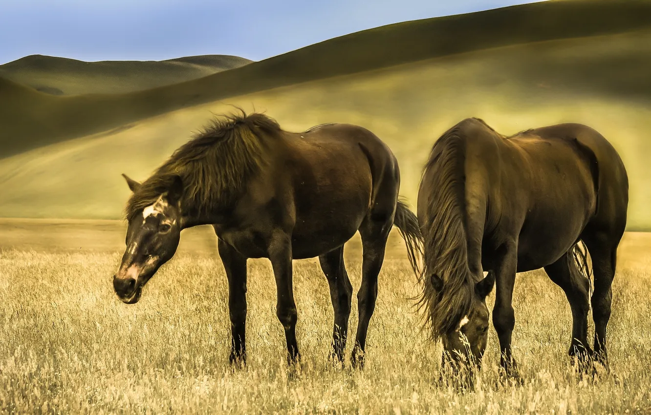 Фото обои трава, холмы, лошади, луг
