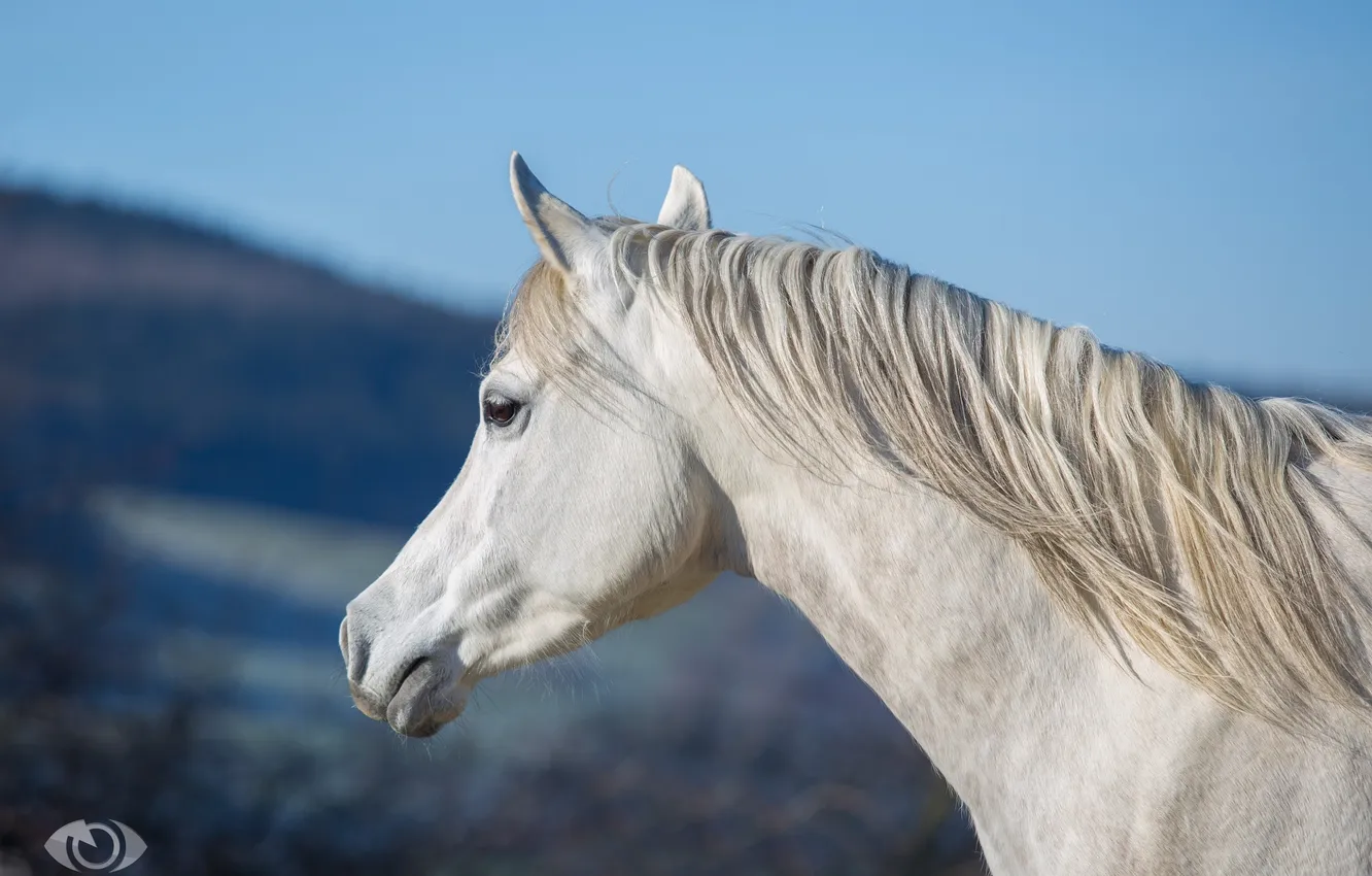 Фото обои небо, морда, конь, лошадь, грива, профиль, шея, (с) OliverSeitz