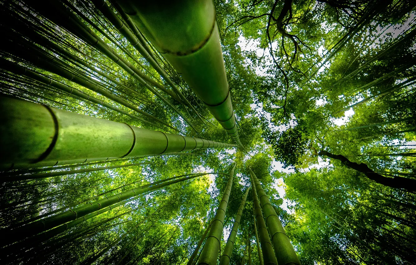 Фото обои зелень, вверх, бамбук