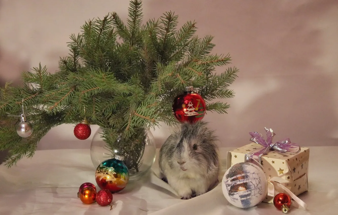 Фото обои зима, животные, украшения, елка, новый год, рождество, морская свинка, декабрь