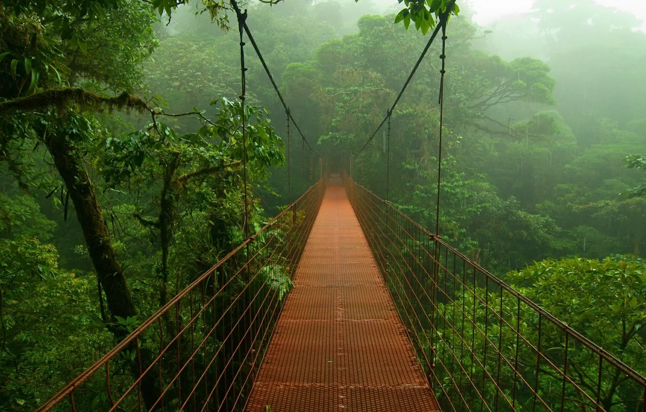 Фото обои деревья, мост, туман, листва, Джунгли