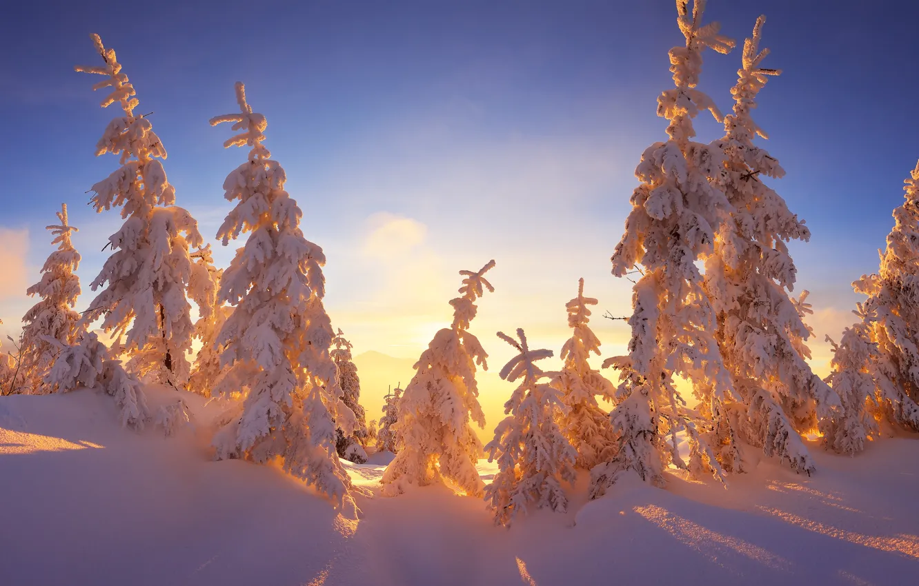 Фото обои зима, небо, лучи, свет, снег, ветки, голубое, красота