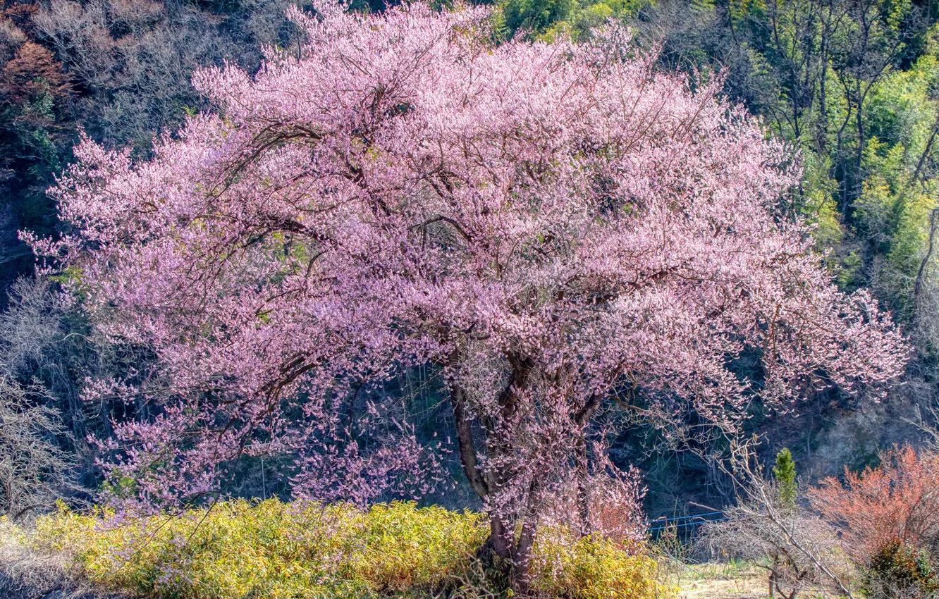 Фото обои лес, солнце, деревья, весна, сакура, цветение, кусты
