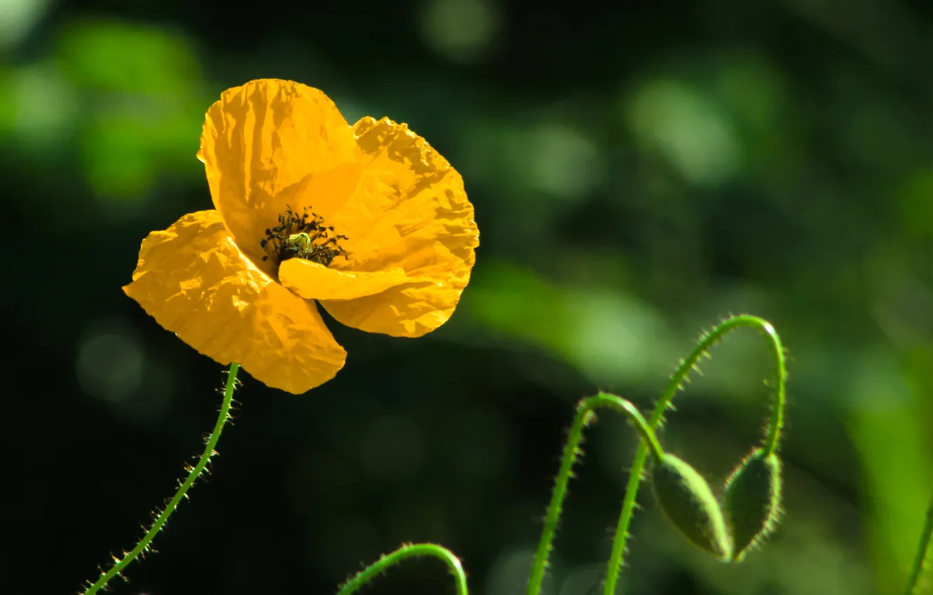 Фото обои yellow, poppy, blooming