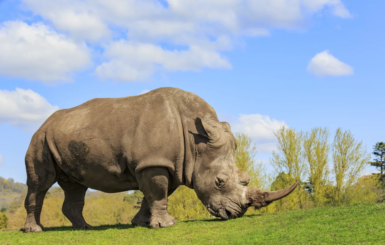 Фото обои rhinoceros, mammal, huge
