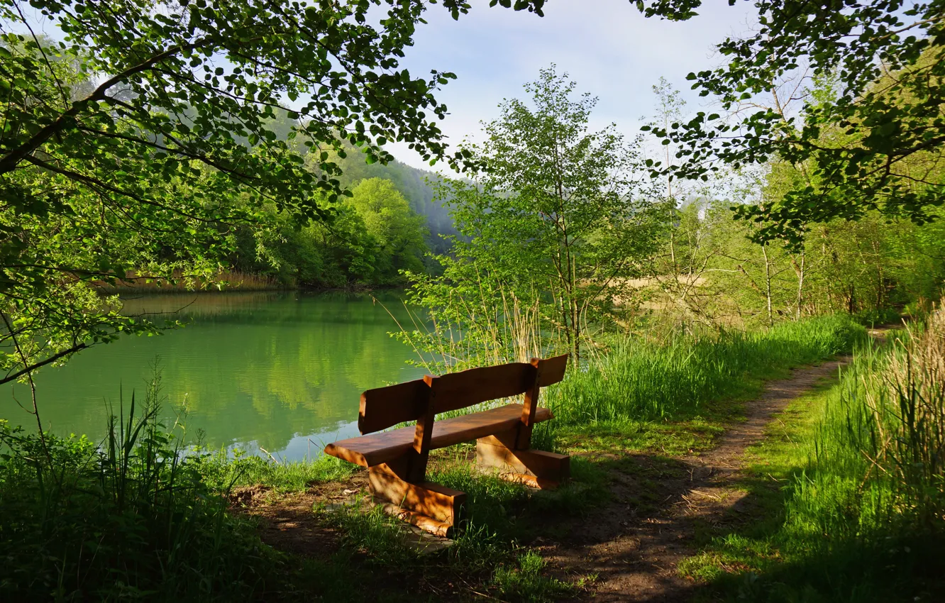 Фото обои зелень, лес, трава, деревья, скамейка, ветки, озеро, Швейцария