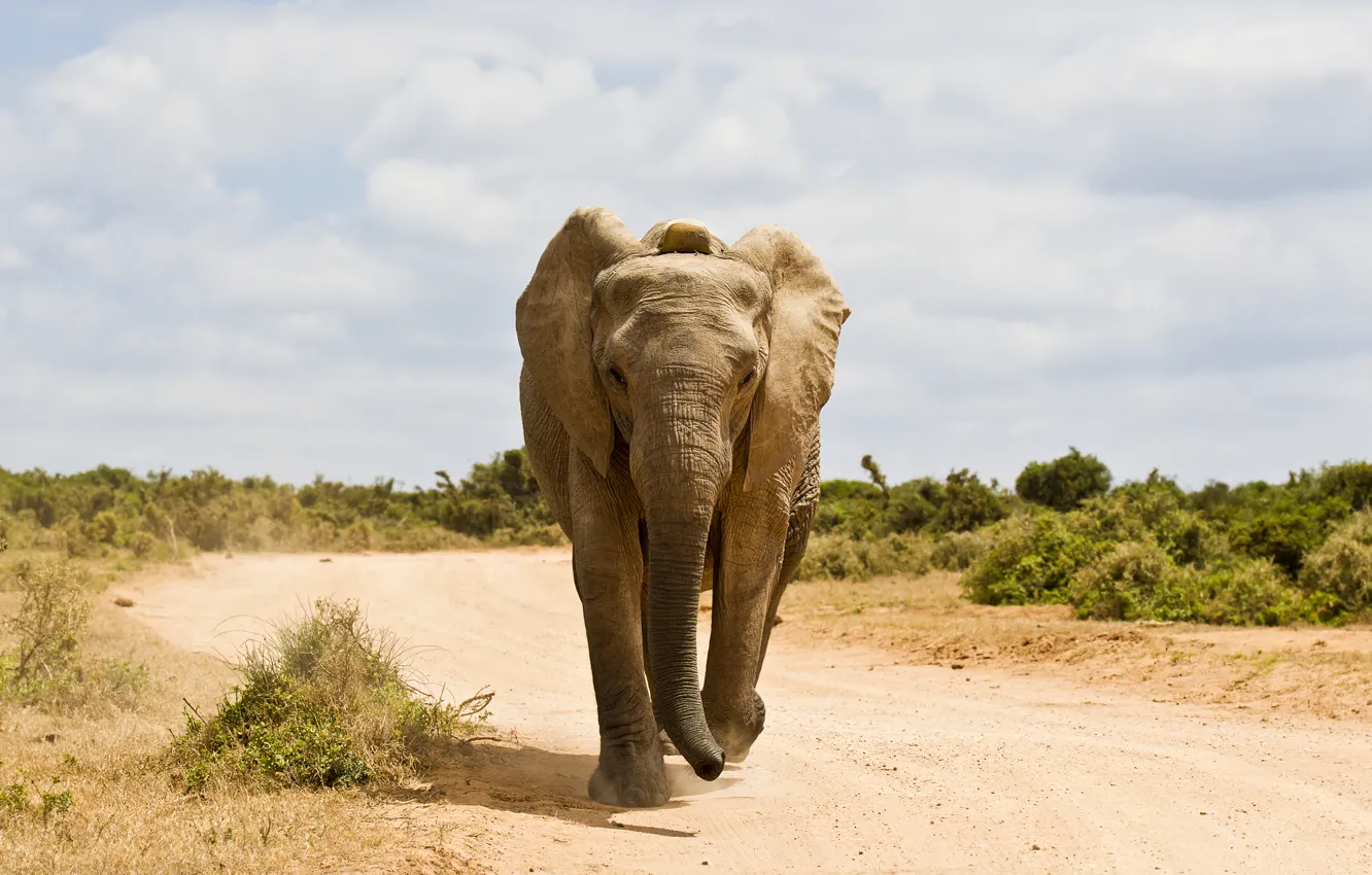 Фото обои Дорога, Слон, Животные