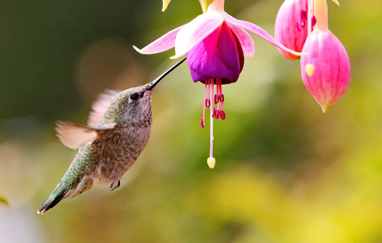 Фото обои цветок, птица, колибри, бутоны, фуксия