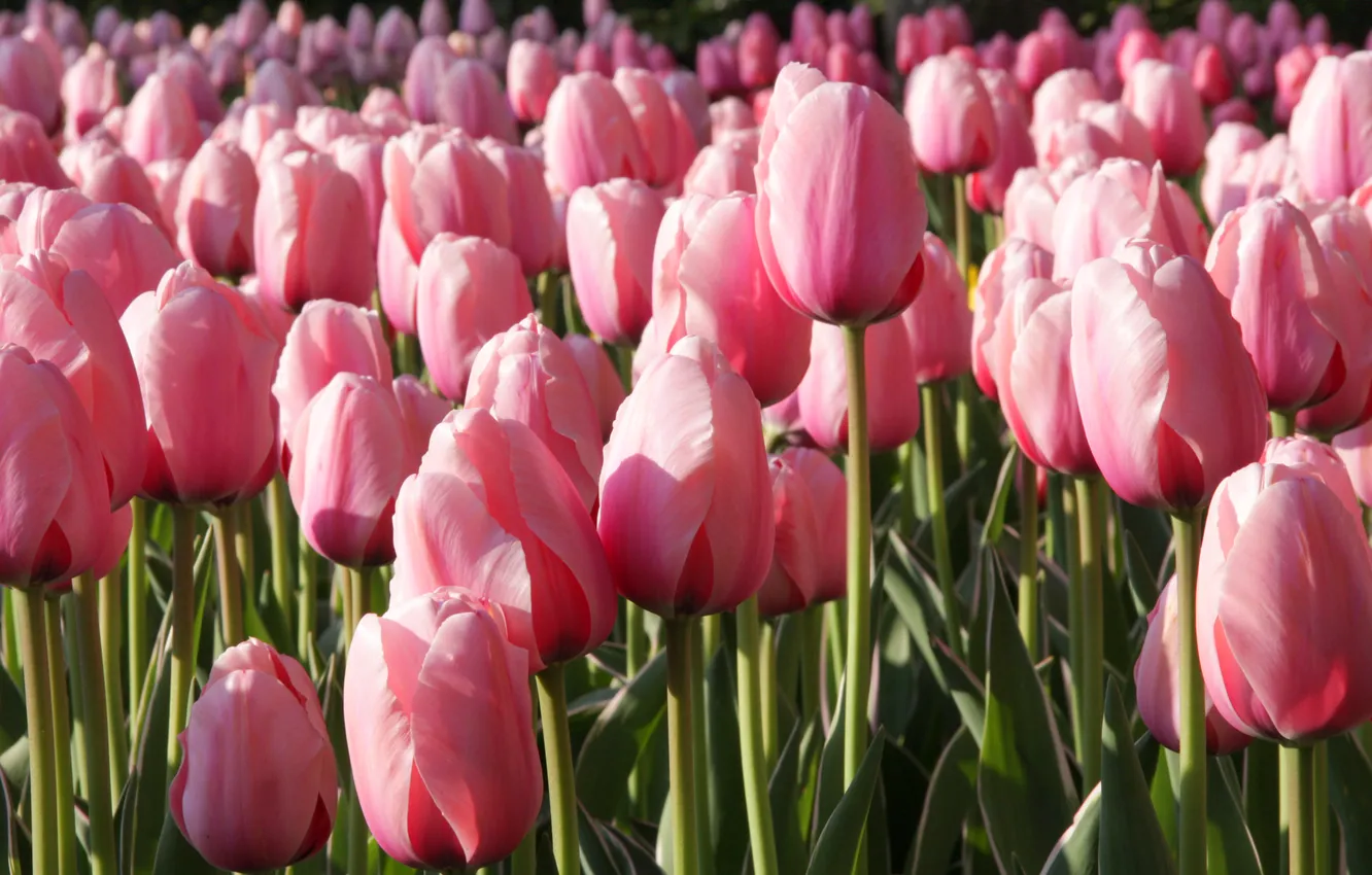 Фото обои цветы, весна, тюльпаны, розовые, клумба