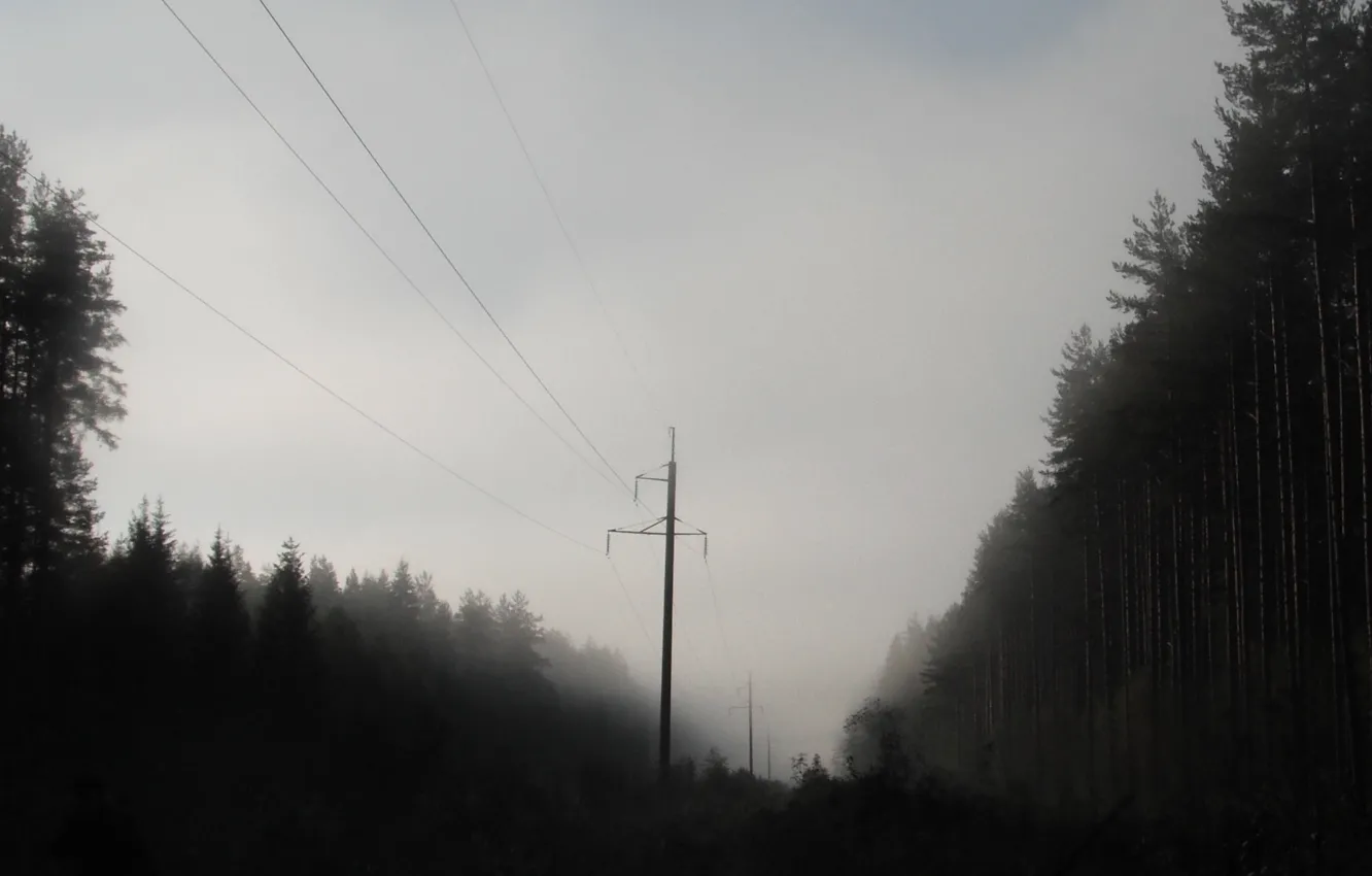 Фото обои лес, туман, утро, мгла, лэп