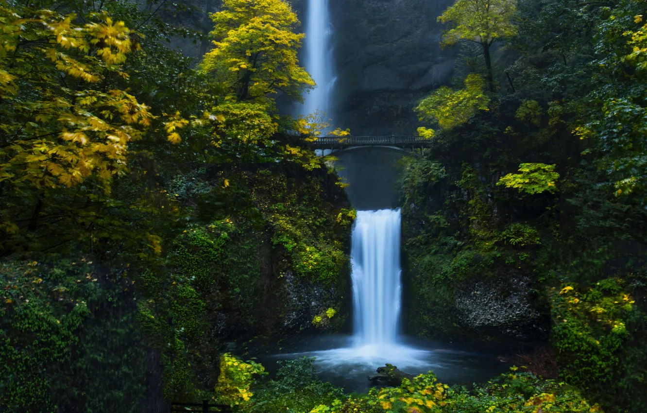 Фото обои лес, вода, деревья, мост, природа, водопад, Орегон, США