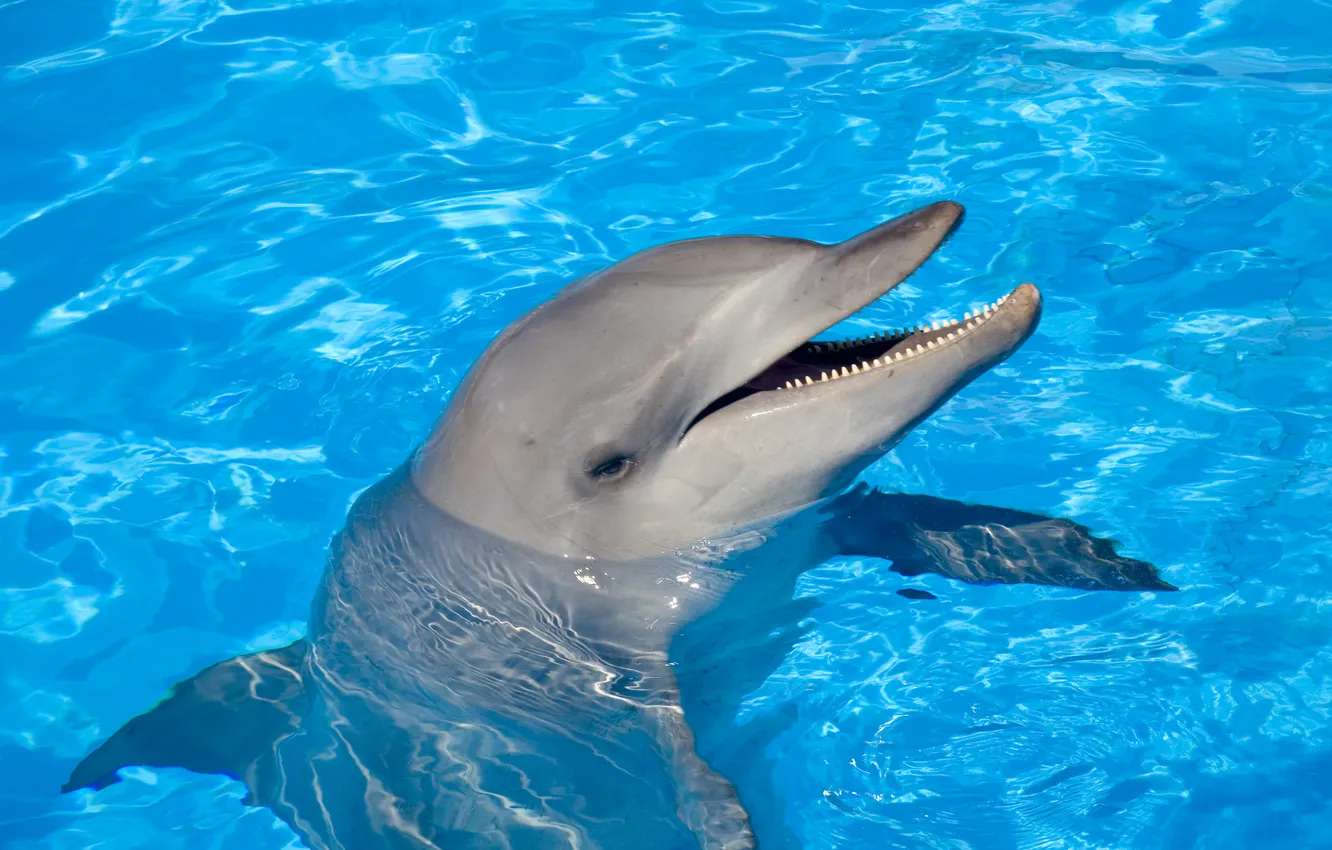 Фото обои вода, дельфин, улыбка, танец