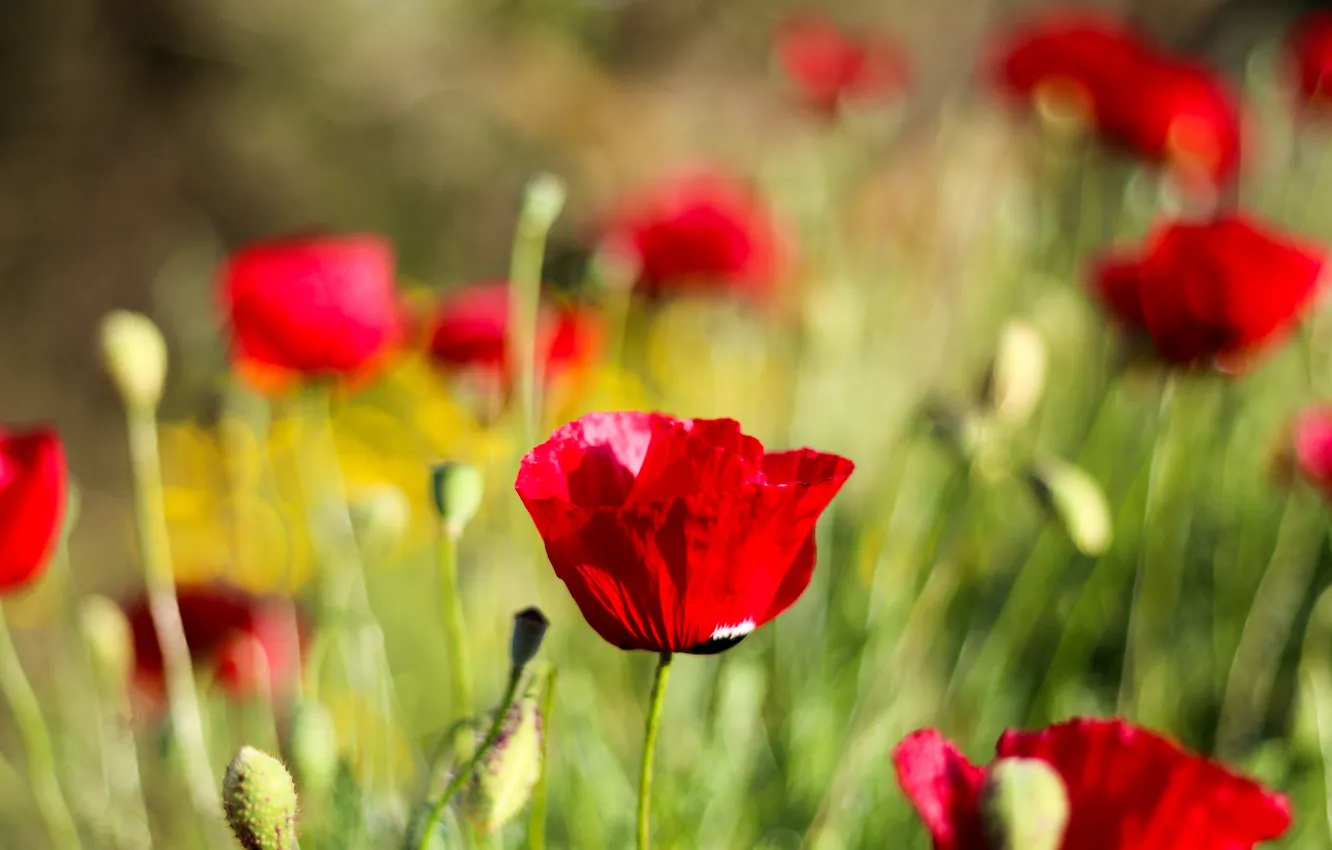 Фото обои цветы, лепестки, тюльпаны, красные