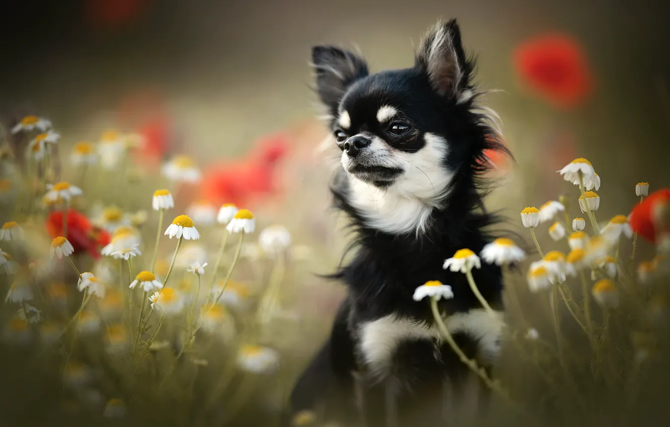 Фото обои цветы, ромашки, собака, мордашка, боке, пёсик, Чихуахуа