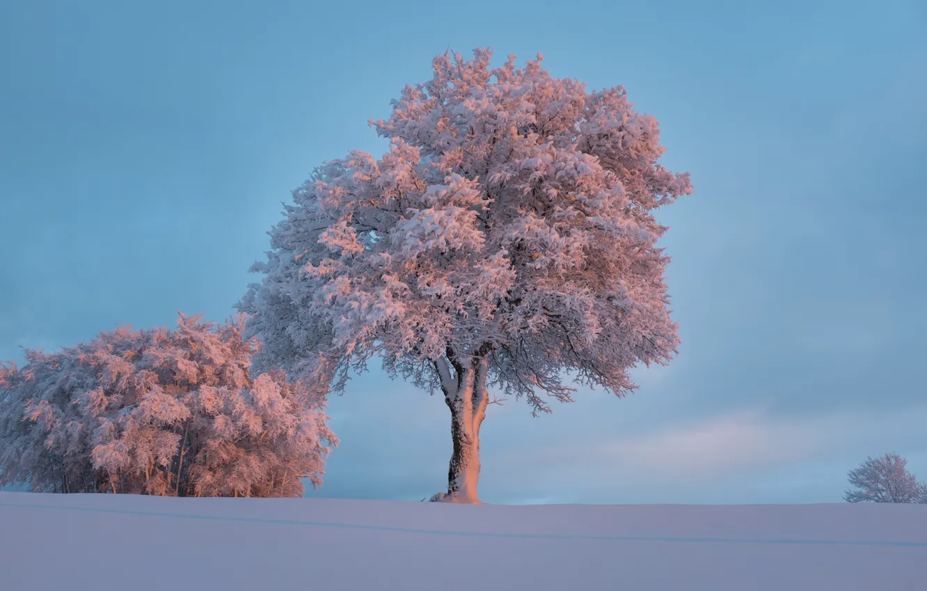 Фото обои зима, иней, деревья, красота, снега, голубой небо