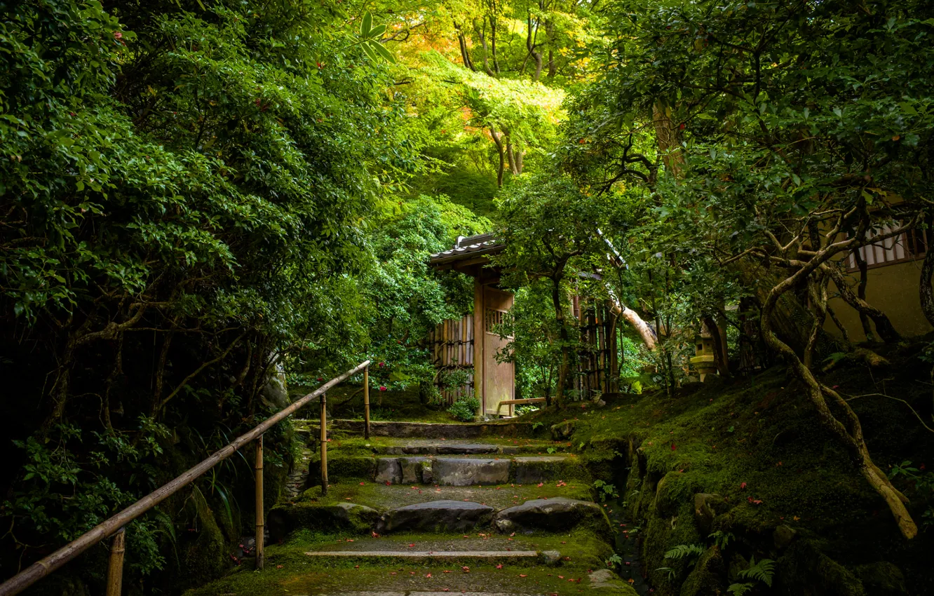 Фото обои деревья, мох, ворота, Япония, ступени, Japan
