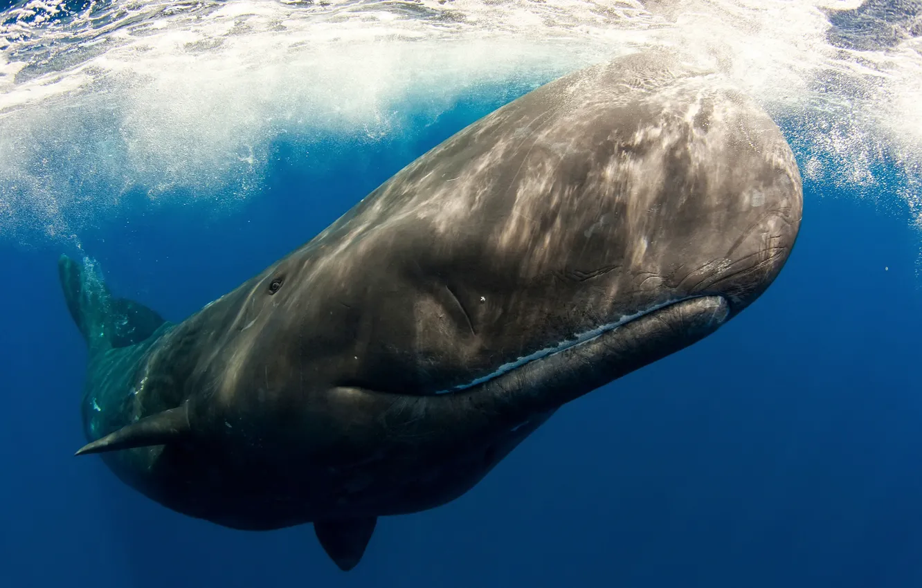 Фото обои море, океан, под водой, млекопитающее, Кашалот, зубатый кит