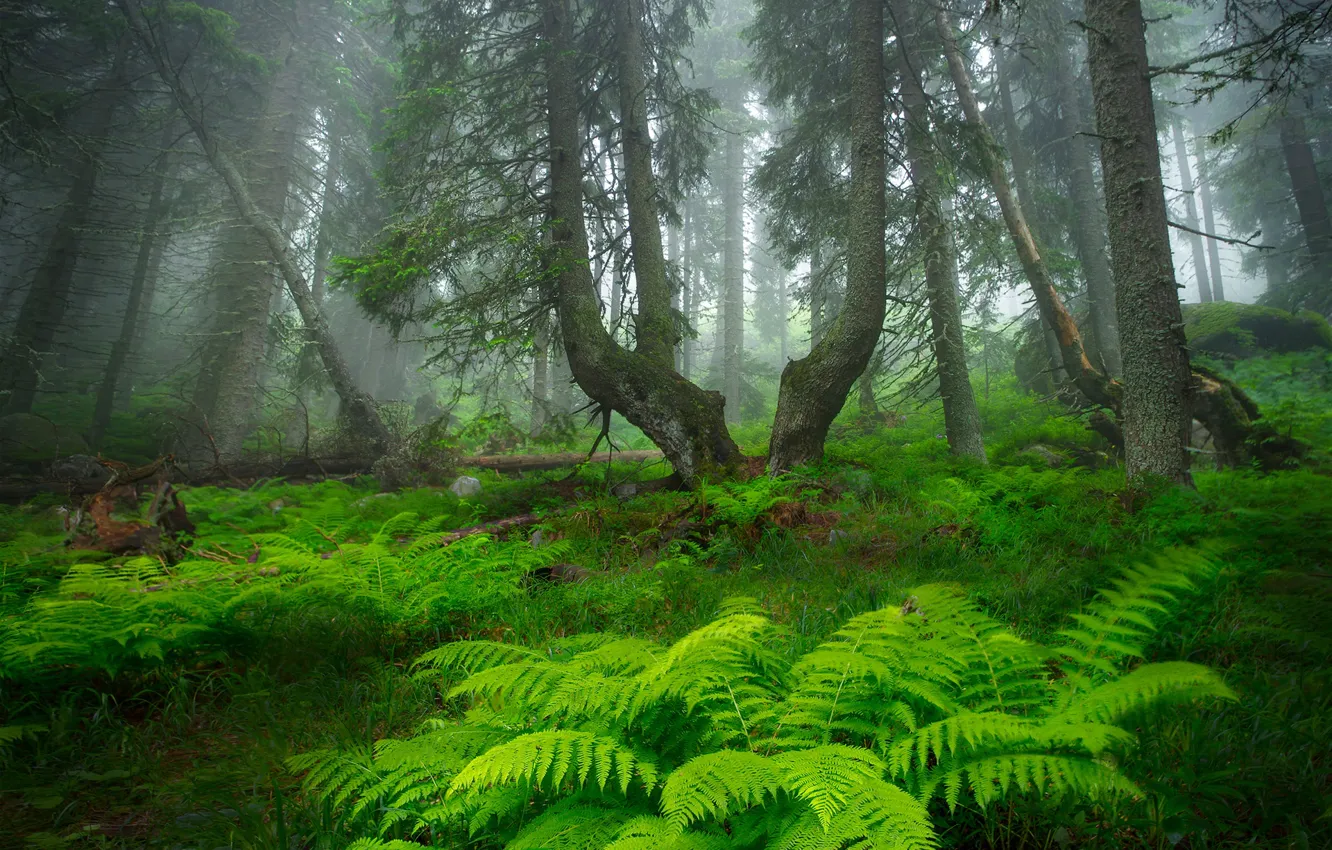 Фото обои лес, деревья, туман, forest, папоротник, trees, fog, fern