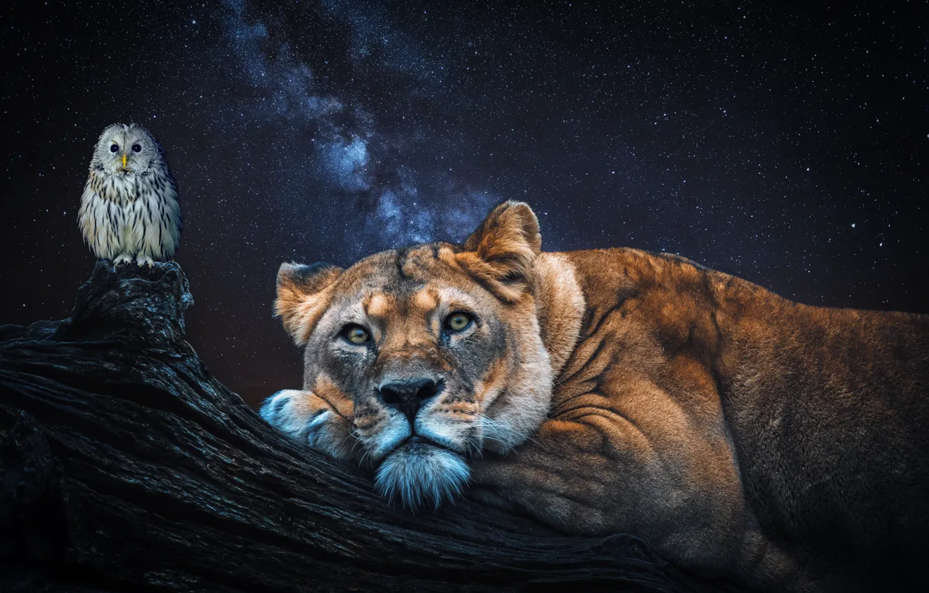 Фото обои лес, морда, ночь, рендеринг, сова, птица, львица