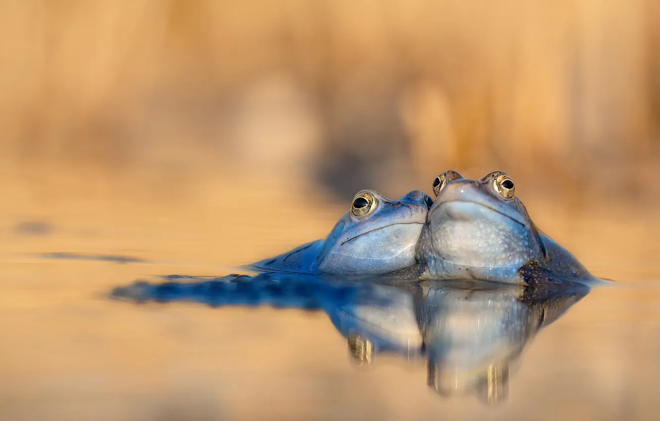 Фото обои вода, купание, лягушки, парочка, водоем, две лягушки